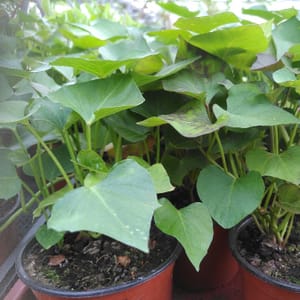 Plant de patate douce - Godet de 1L