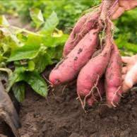 Plant de patate douce - Motte nue 6cm