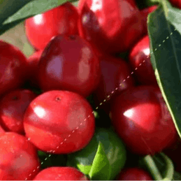 Plant de piment - calabrese