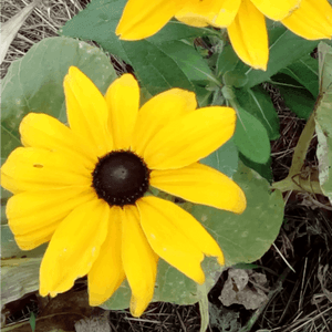 Plant de rudbeckia