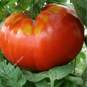 Plant tomate - Beefsteak