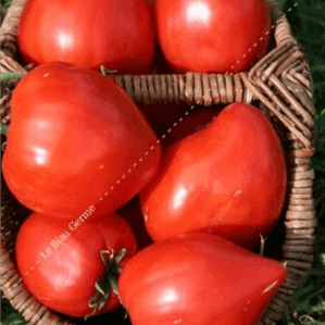 Plant tomate - Coeur de boeuf rouge