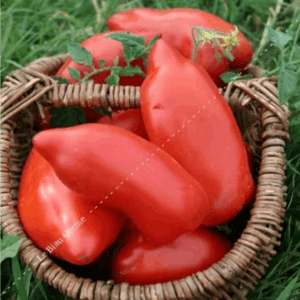 Plant tomate - Cornue des andes
