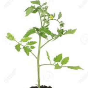 Plant tomate - Cornue des andes