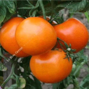 Plant tomate - Kaki coing