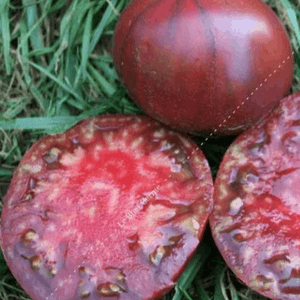 Plant tomate - Noire de crimée