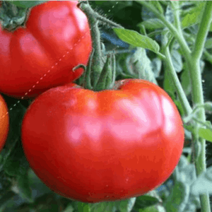 Plant tomate - Saint Pierre