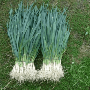 Plants de poireaux - Botte de 50