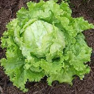 Salade "Dorée de printemps";"DFY-1