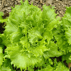 Salade "Reine des glaces";"PBI-1