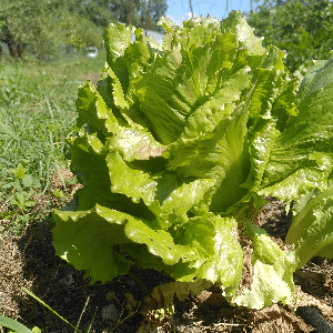 Salade déclassée