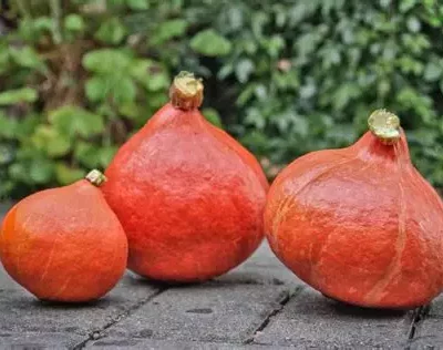 Potimarron red kuri