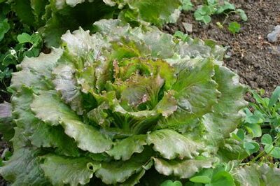 Salade "Carmen" (rafraichissante)