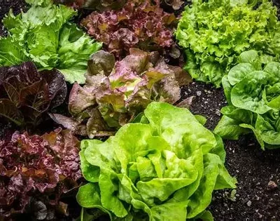 Salade