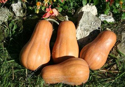 Courge Sucrine du Berry