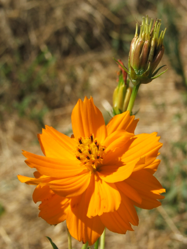 Cosmos sulfureux