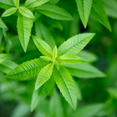 Sachet tisane infusion verveine citronnée (20g)