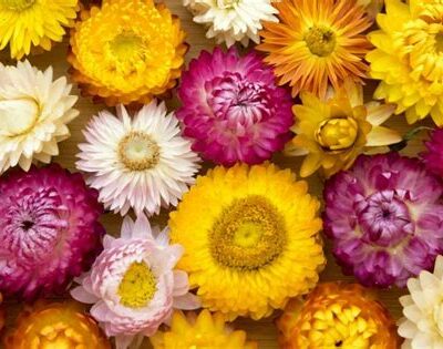 Immortelle à bractées en mélange