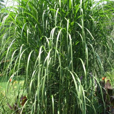 Herbe à Eléphant (Miscanthus Giganteus)