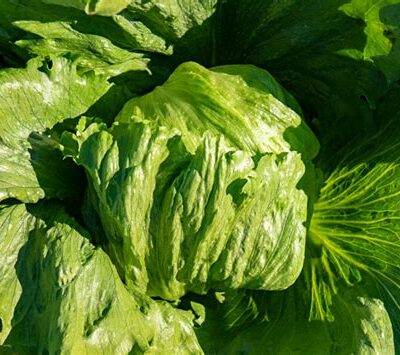 Salade batavia type iceberg