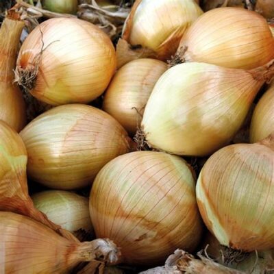 Oignon jaune "Ailsa" Craig") - 500g