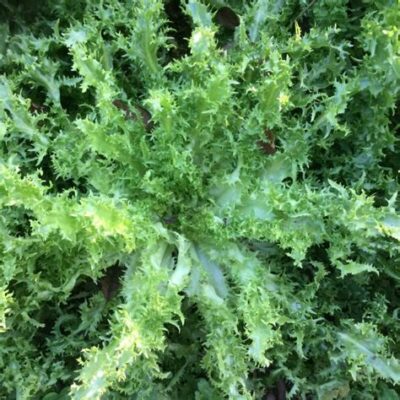 Salade chicorée frisée
