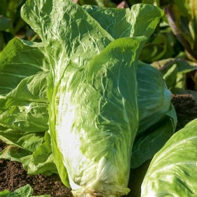 Salade chicorée Pain de sucre