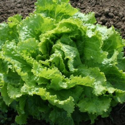 10 plants de salades Dorée de printemps