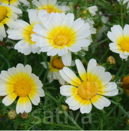 Chrysanthème comestible