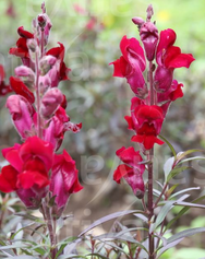 Muflier Black prince