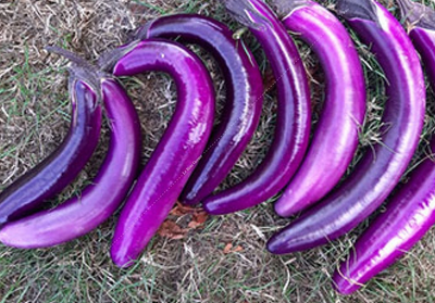 Aubergine Ping tung