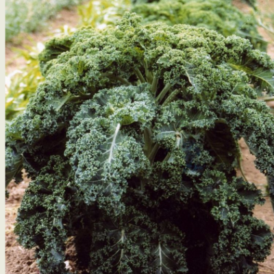 Chou kale