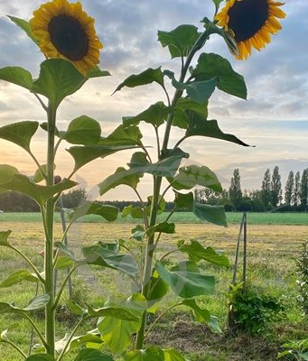 Tournesol géant mammouth