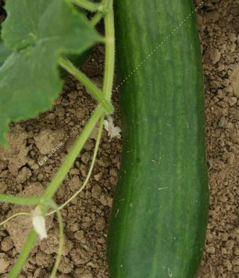 concombre palestinien