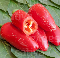 Piment Jalapeno