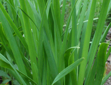 Ciboule de chine
