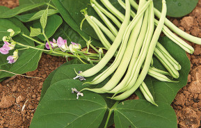 Haricot vert à ramer