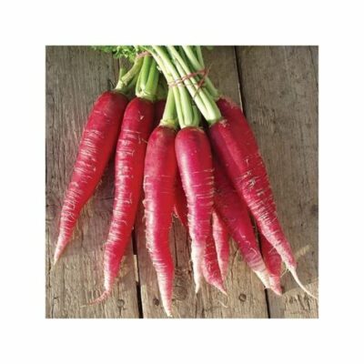 Botte de radis rose de Pâques "Ostergruss" 750g