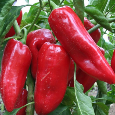 Poivron doux d'espagne