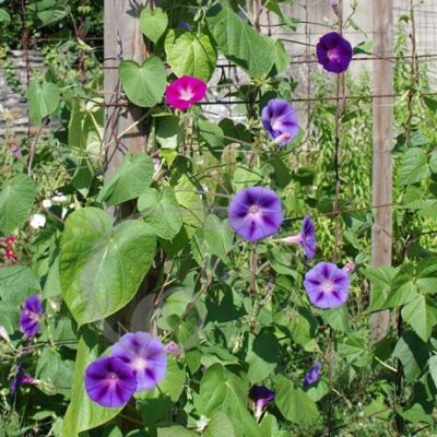 Ipomée volubilis