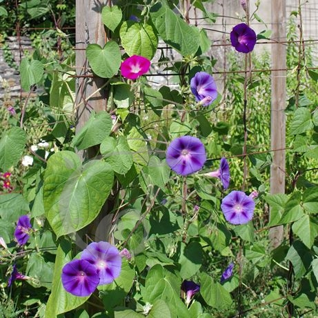 Ipomée volubilis