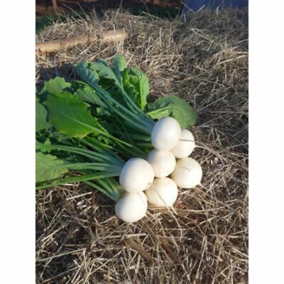 Navet blanc "calisson" 750g
