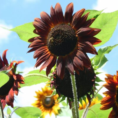 Tournesol des jardins