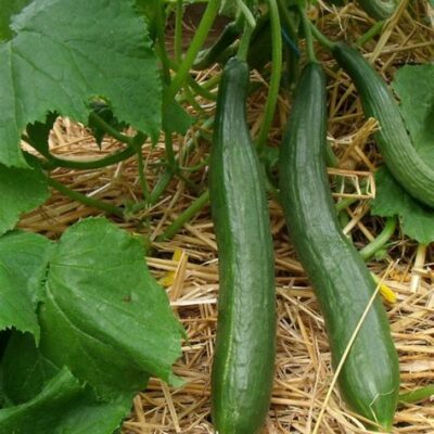 Concombre long (pièce environ 250g)