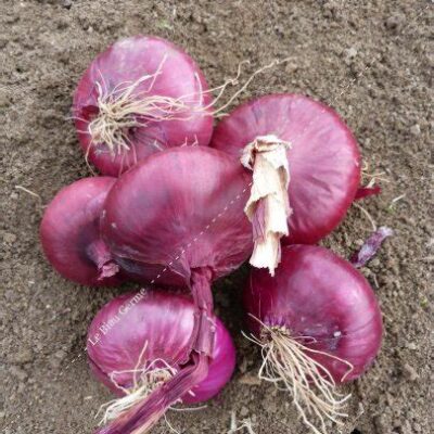 Oignon rouge- 1kg
