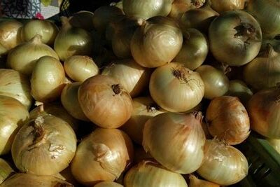 Oignon jaune "Doux de Tarassac" - 1kg