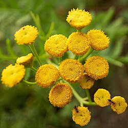 Plant de tanaisie