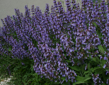 Plant de sauge