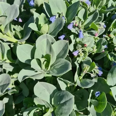 Plant de mertensie maritime