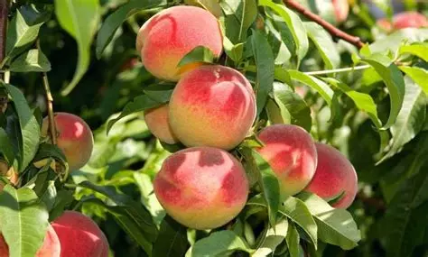 Plant de pêcher